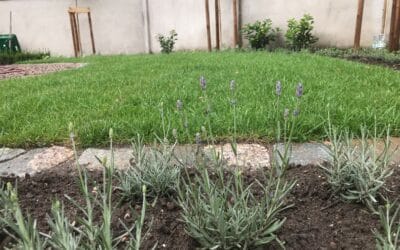 Anläggning av gräsmatta och nya rabatter